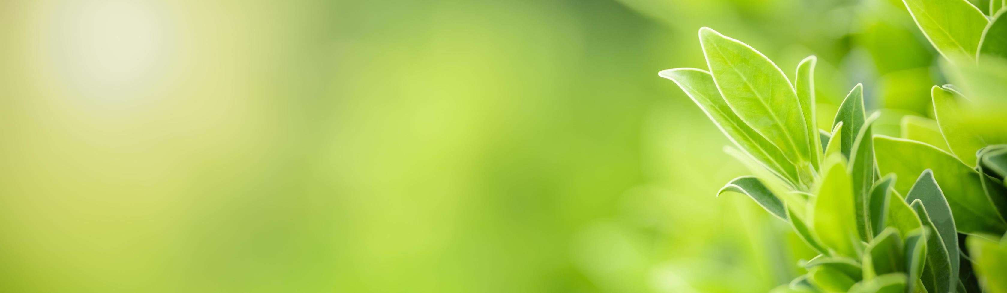 Close up of nature view green leaf on blurred greenery background under sunlight with bokeh and copy space using as background natural plants landscape, ecology cover concept. photo