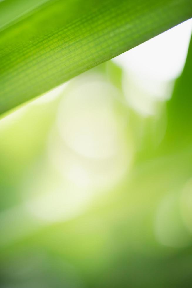 Close up of nature view green leaf on blurred greenery background under sunlight with bokeh and copy space using as background natural plants landscape, ecology wallpaper concept. photo