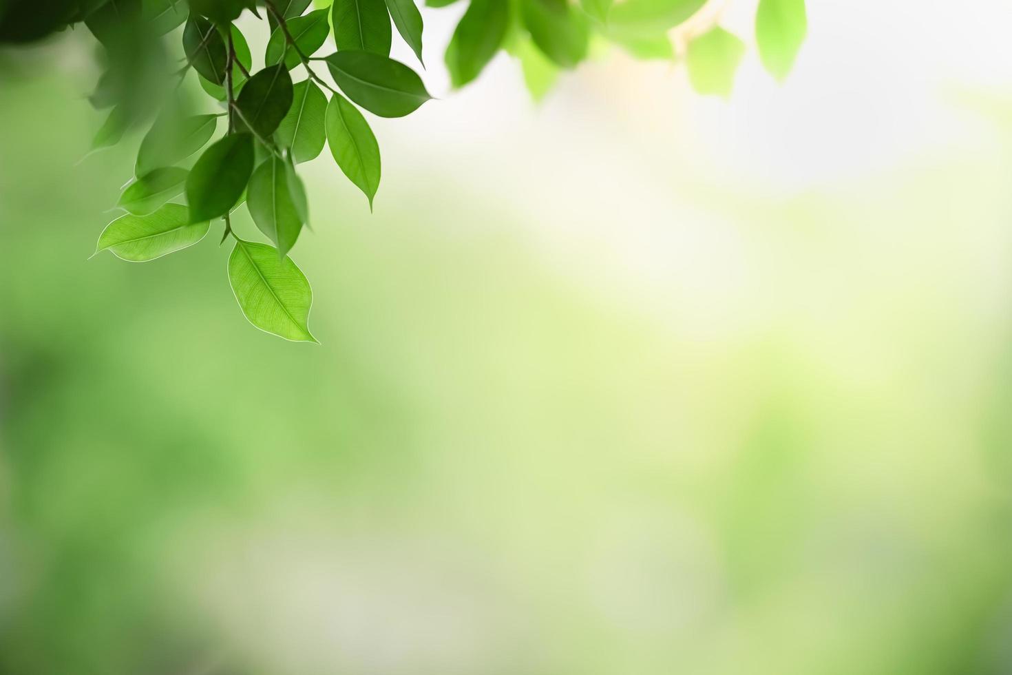 Close up of nature view green leaf on blurred greenery background under sunlight with bokeh and copy space using as background natural plants landscape, ecology wallpaper concept. photo