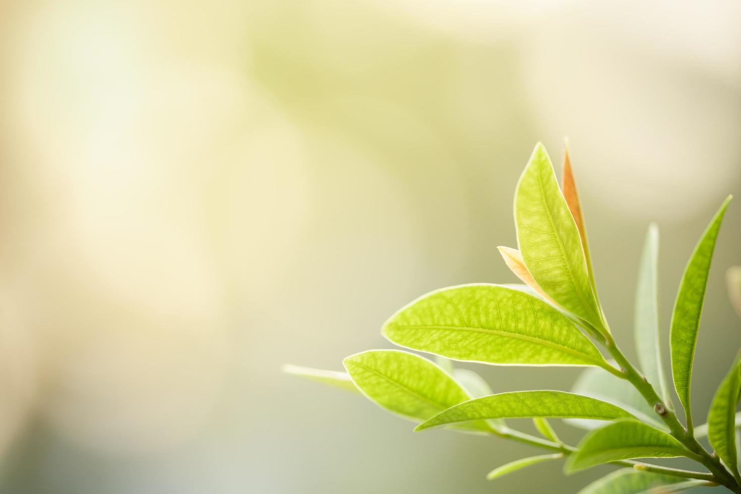 Close up of nature view green leaf on blurred greenery background under sunlight with bokeh and copy space using as background natural plants landscape, ecology wallpaper concept. photo