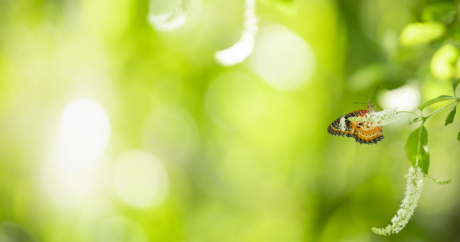 Close up nature view of orange butterfly on blurred background in garden with copy space using as background insect, natural landscape, ecology, fresh cover page concept. photo