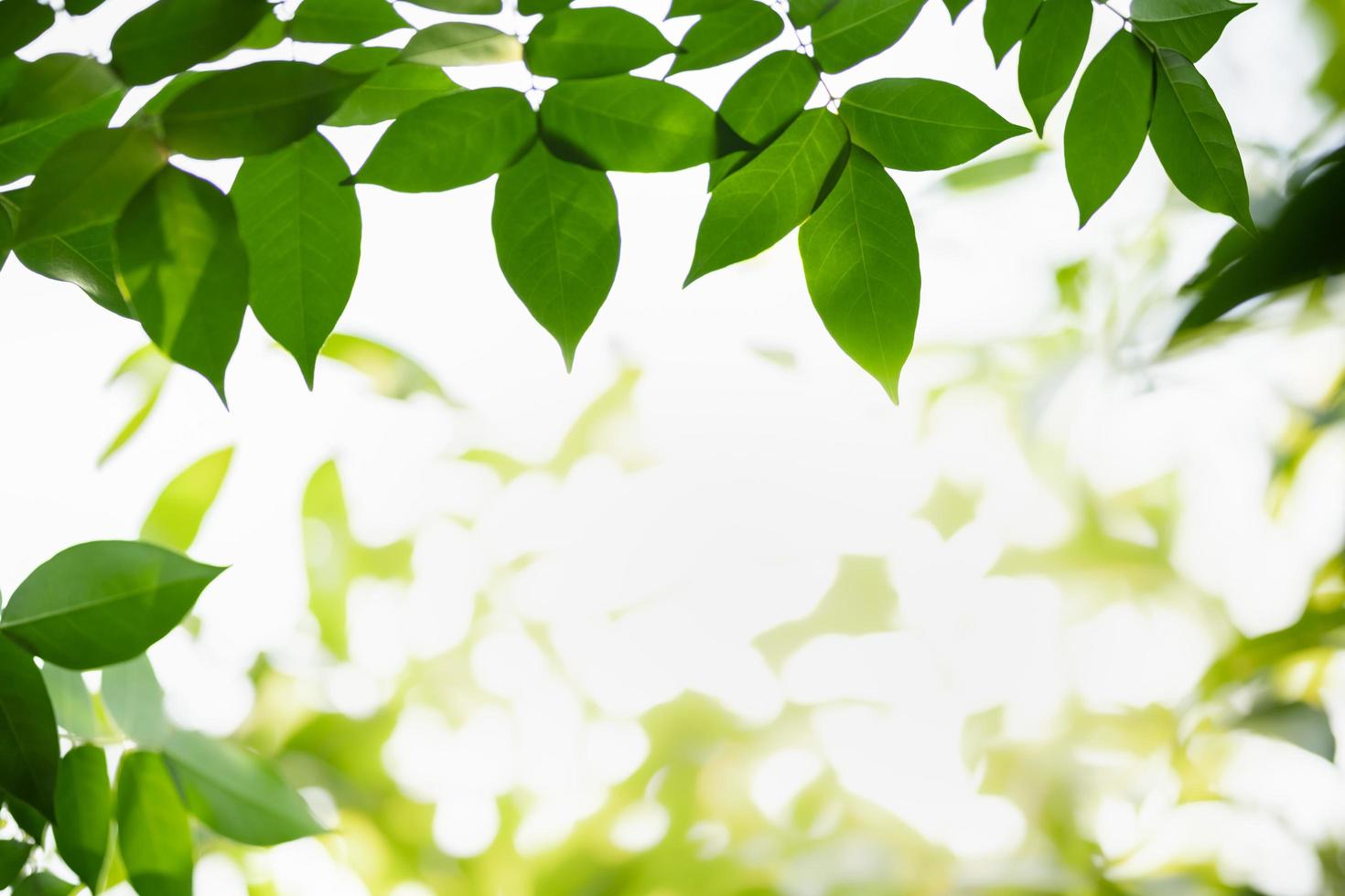 Close up of nature view green leaf on blurred greenery background under sunlight with bokeh and copy space using as background natural plants landscape, ecology wallpaper concept. photo