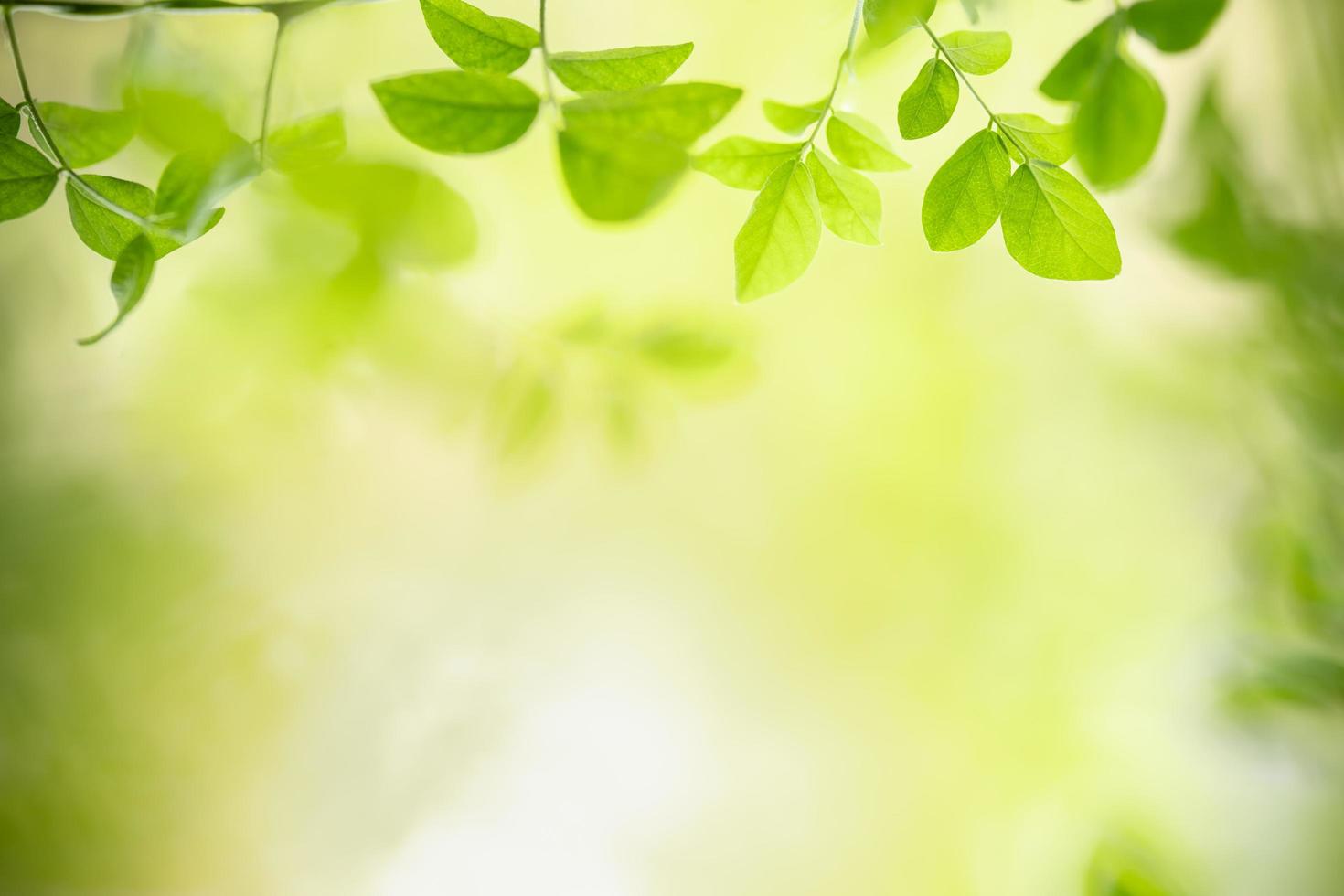 Close up of nature view green leaf on blurred greenery background under sunlight with bokeh and copy space using as background natural plants landscape, ecology wallpaper concept. photo
