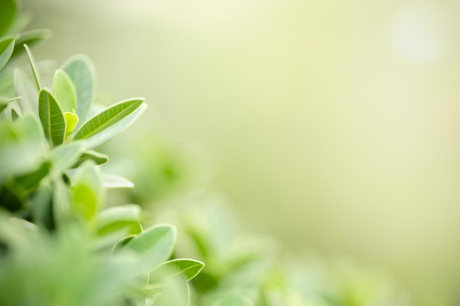 Close up of nature view green leaf on blurred greenery background under sunlight with bokeh and copy space using as background natural plants landscape, ecology wallpaper concept. photo