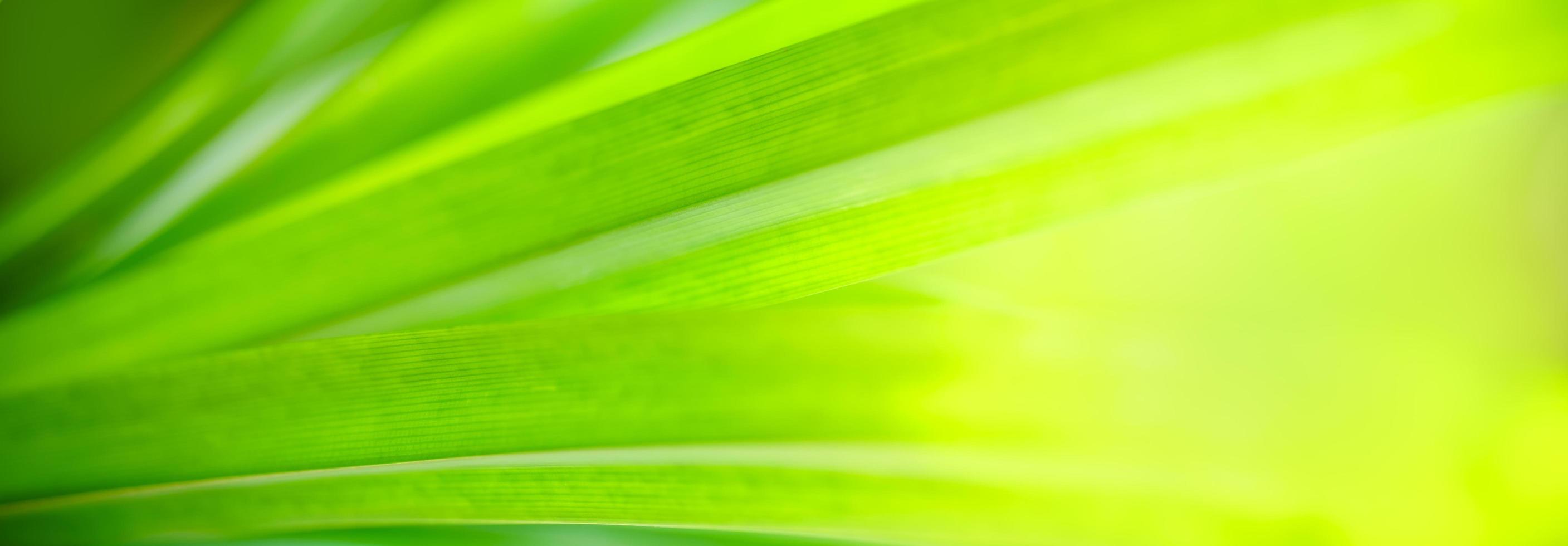 primer plano de la hermosa naturaleza vista hoja verde en el jardín con espacio de copia utilizando como concepto de portada de fondo. foto