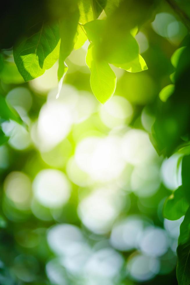 Beautiful nature view green leaf on blurred greenery background under sunlight with bokeh and copy space using as background natural plants landscape, ecology wallpaper concept. photo