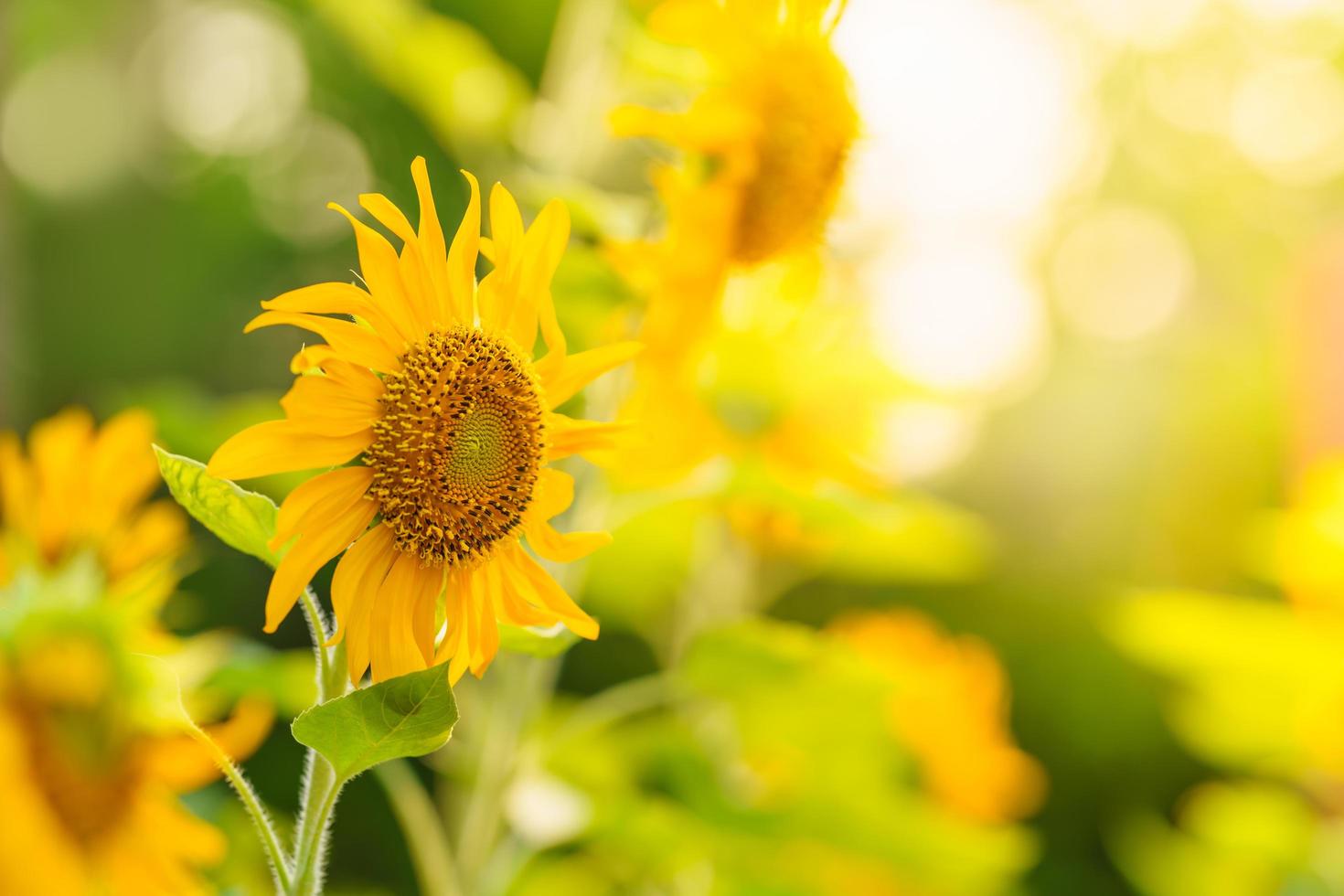 Closeup of Sunflower flower with green leaf under sunlight with copy space using as background natural plants landscape, ecology cover page concept. photo