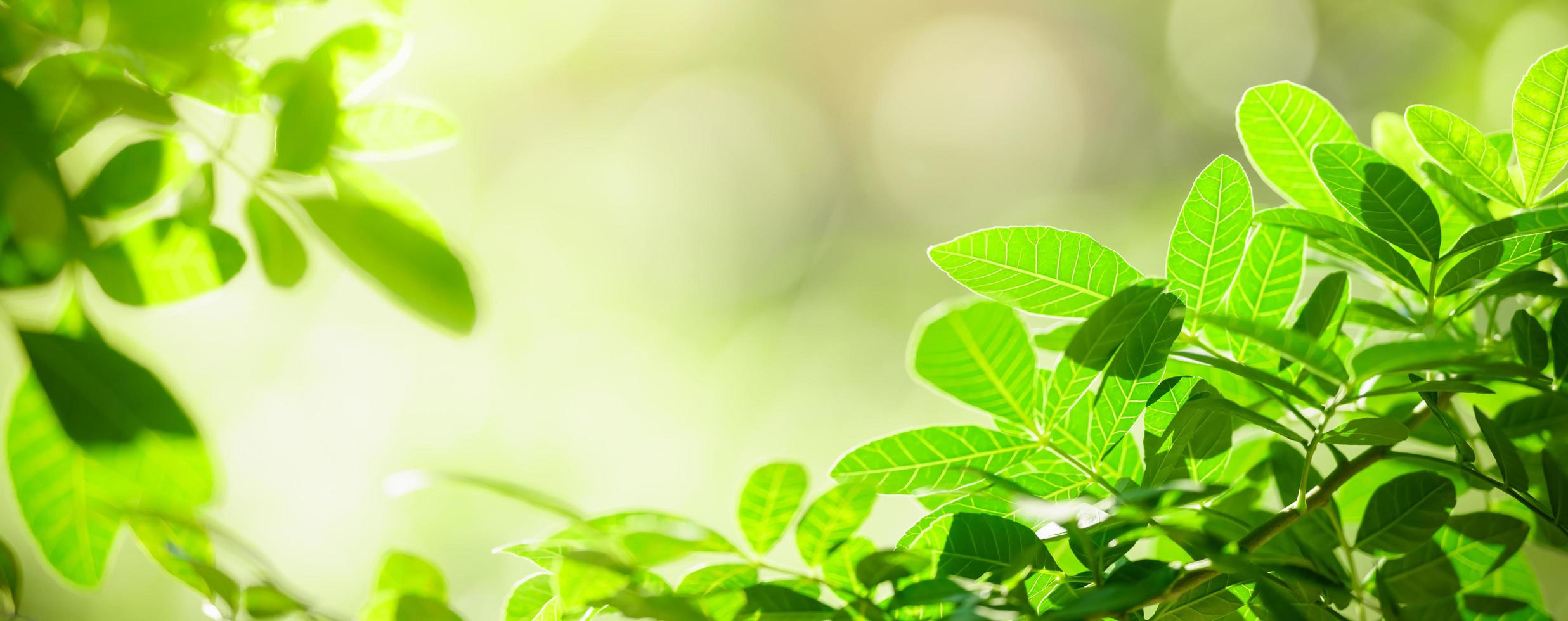 Closeup of beautiful nature view green leaf on blurred greenery background in garden with copy space using as background cover page concept. photo