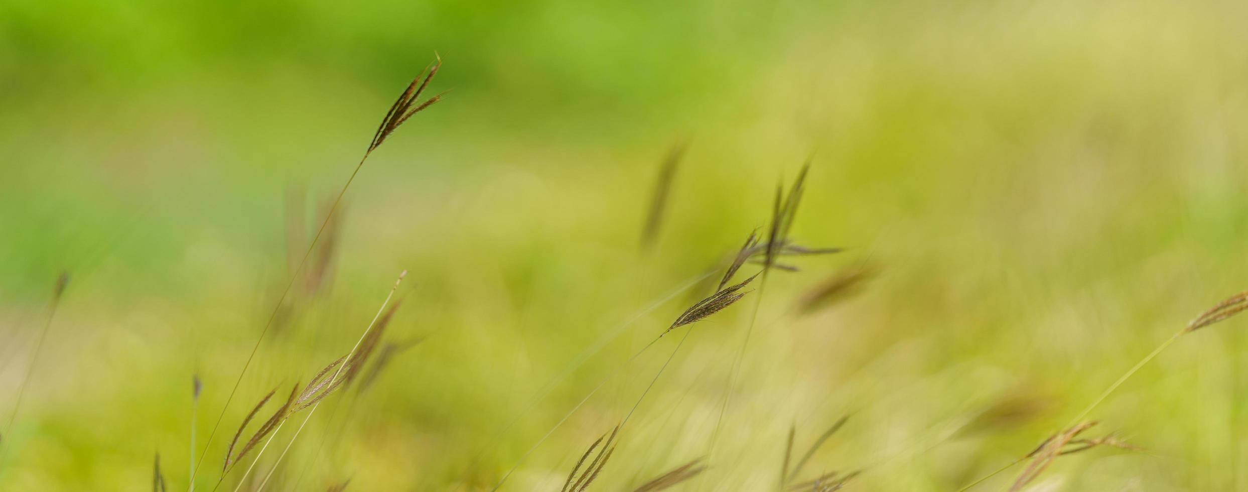 cierre la hermosa vista de la naturaleza flor de hierba bajo la luz del sol con bokeh y copie el espacio utilizando como fondo el paisaje de plantas naturales, concepto de portada de ecología fresca. foto