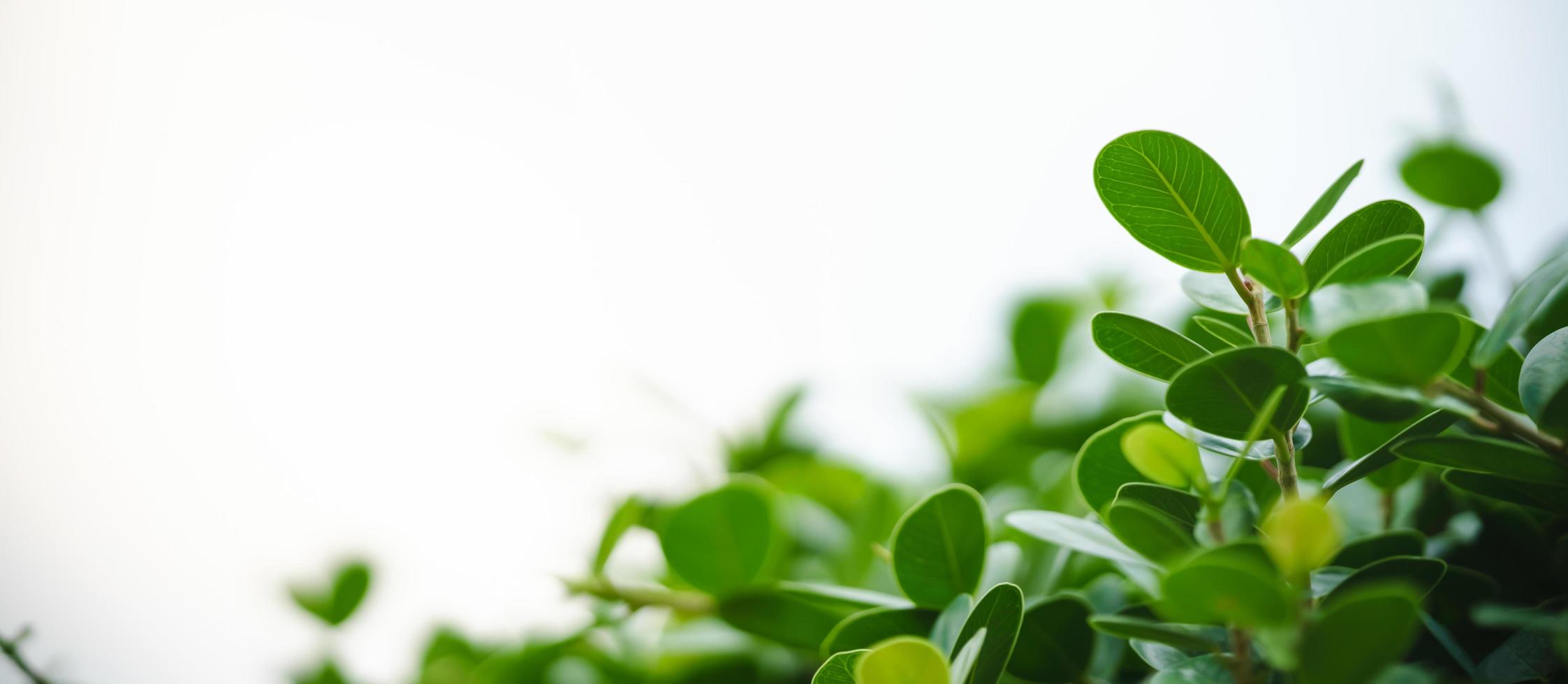 primer plano de la hermosa vista de la naturaleza hoja verde sobre fondo verde borroso en el jardín con espacio de copia utilizando como concepto de página de portada de fondo. foto