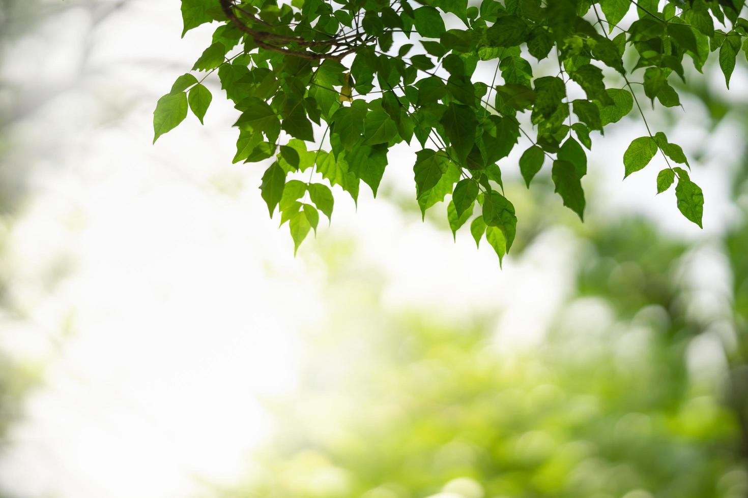 Closeup of beautiful nature view green leaf on blurred greenery background in garden with copy space using as background wallpaper page concept. photo