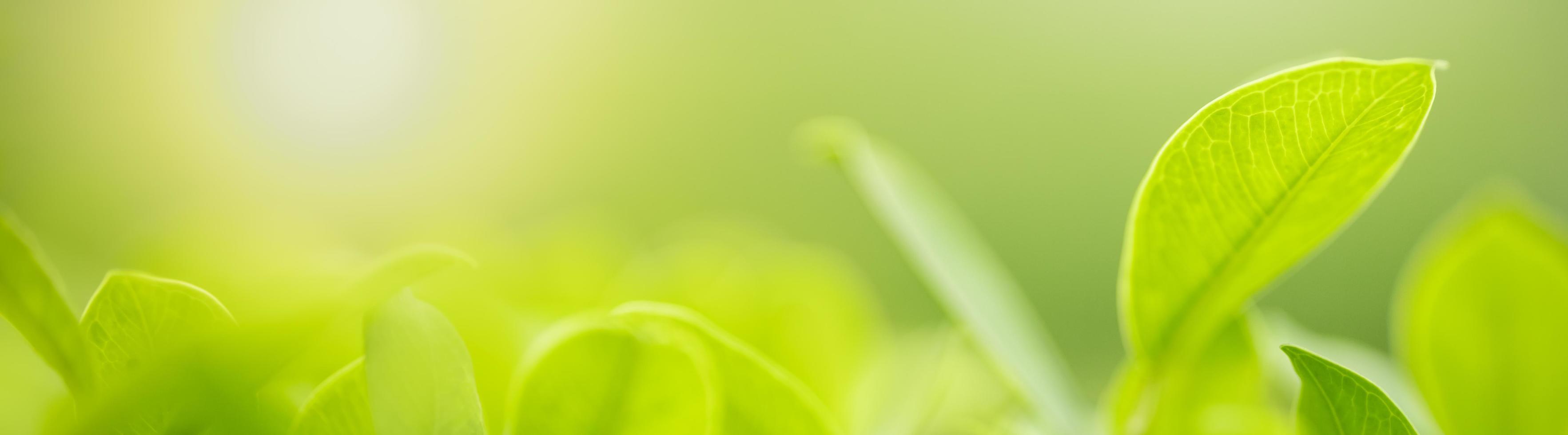 primer plano de la vista de la naturaleza hoja verde sobre fondo verde borroso bajo la luz del sol con bokeh y espacio de copia utilizando como fondo el paisaje de plantas naturales, concepto de cubierta ecológica. foto