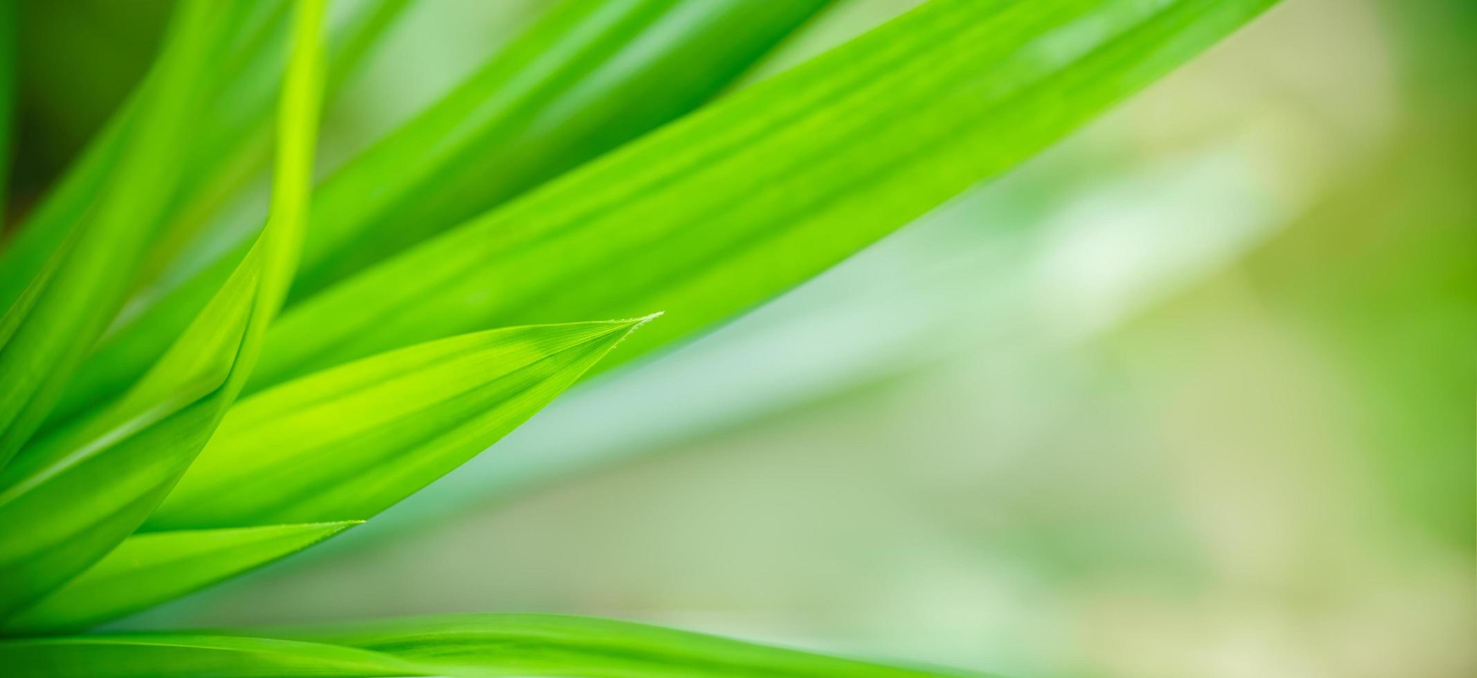 primer plano de la hermosa naturaleza vista hoja verde en el jardín con espacio de copia utilizando como concepto de portada de fondo. foto