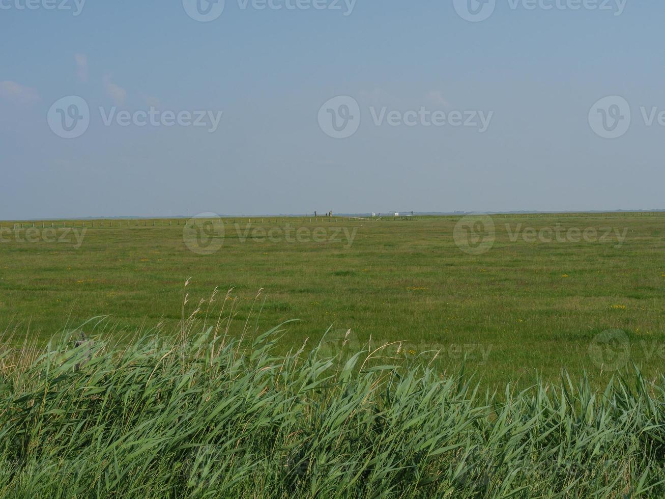 Hallig Hooge in the german north sea photo