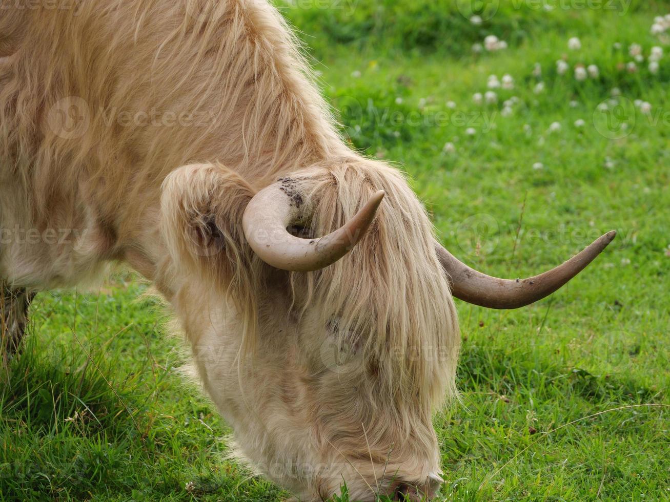 cows on a german meadow photo