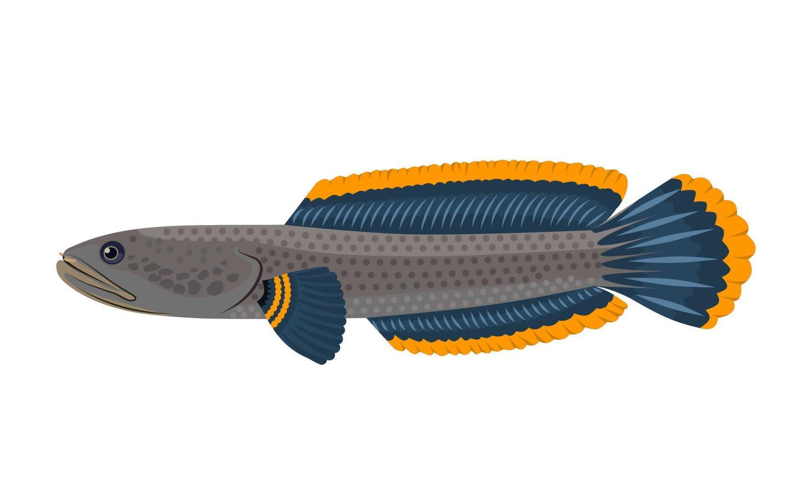 Vector illustration of Channa Limbata fish or snakehead fish, isolated on a white background.