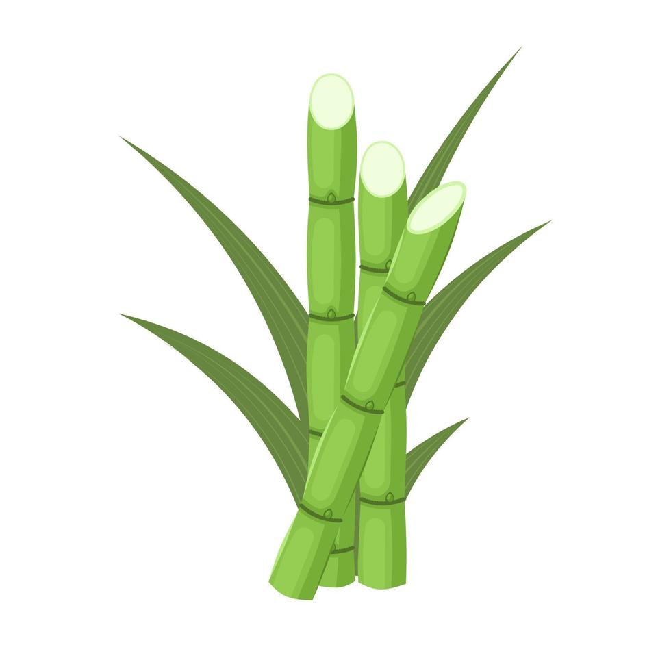 Vector illustration of sugarcane, isolated on white background, suitable as a packaging label for processed sugarcane products.