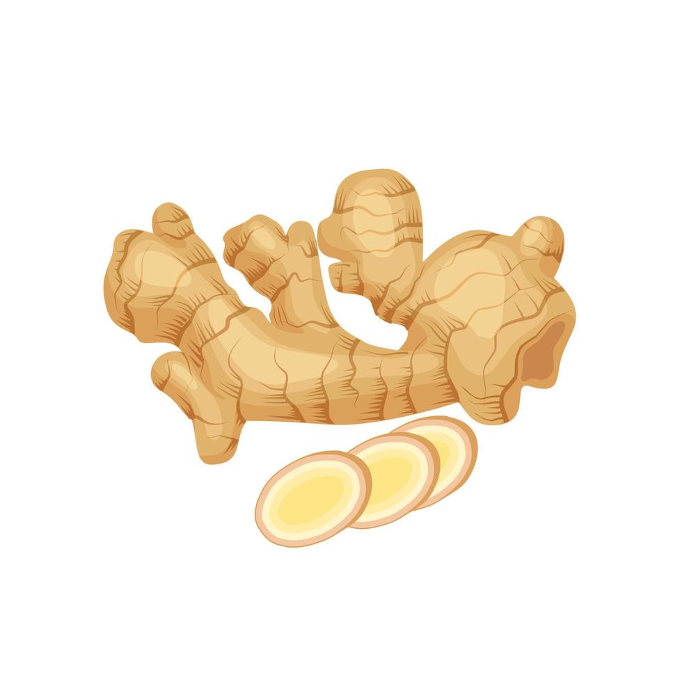 Vector illustration of fresh ginger with slices, isolated on white background.
