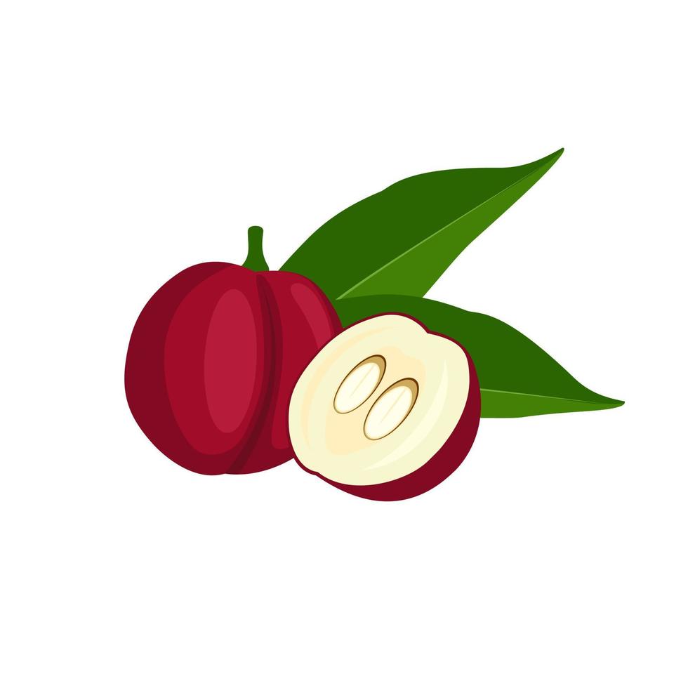 ilustración vectorial de la fruta de phaleria, nombre científico phaleria macrocarpa, aislada en fondo blanco. vector