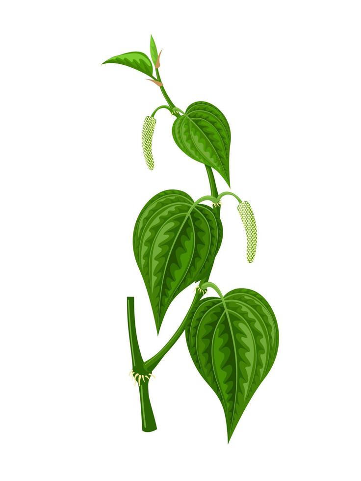 ilustración vectorial de la hoja de betel, nombre científico de piper betle, aislado sobre fondo blanco. vector