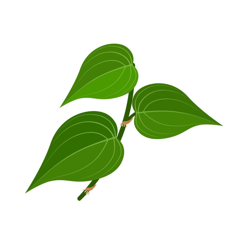 ilustración vectorial de la hoja de betel, nombre científico de piper betle, aislado sobre fondo blanco. vector