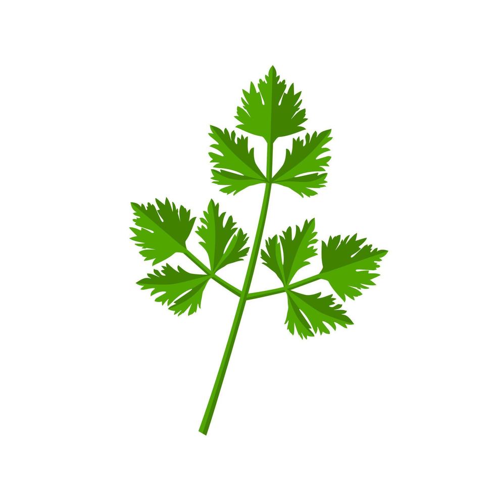 Fresh green parsley leaves on white background. Parsley isolated. Vector illustration.