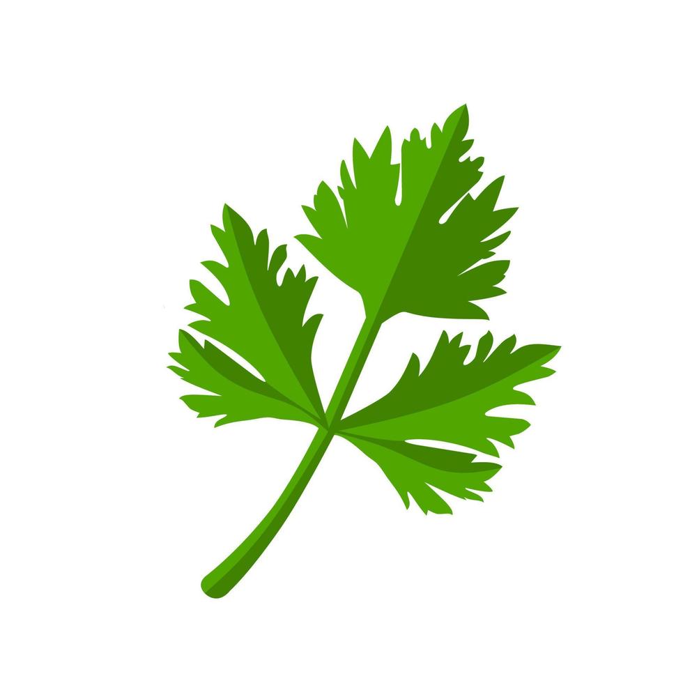 Fresh green parsley leaves on white background. Parsley isolated. Vector illustration.