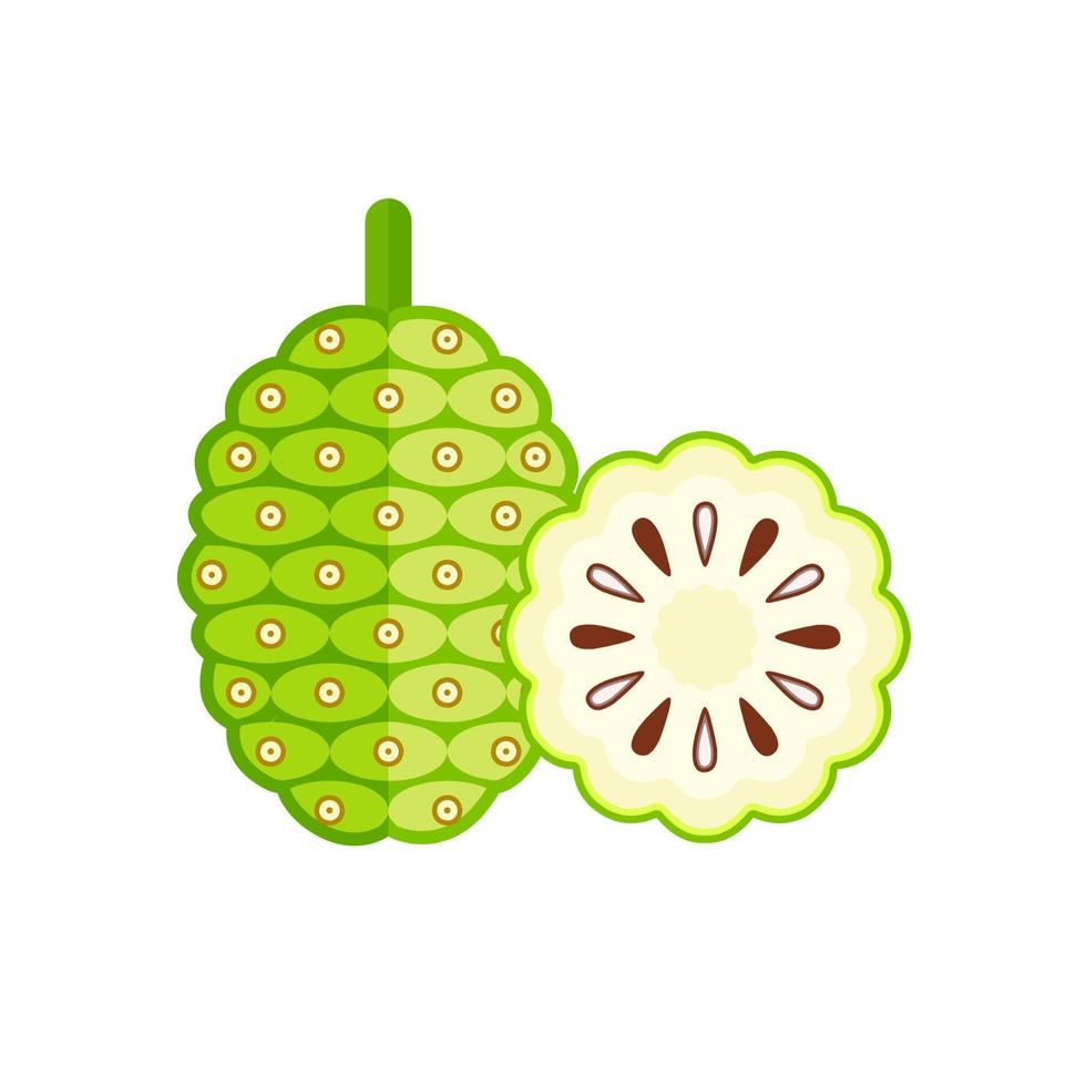 ilustración vectorial de la fruta noni, nombre científico morinda citrifolia, estilo plano, aislado en un fondo blanco. vector