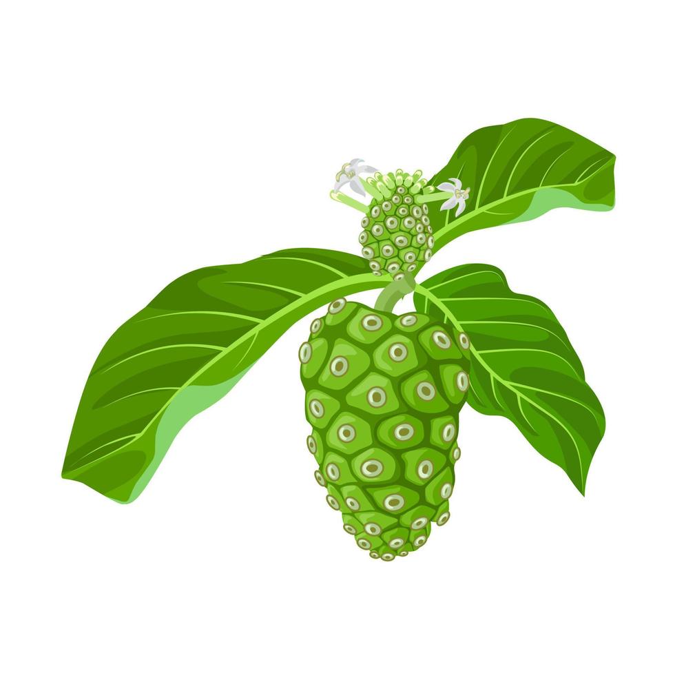 ilustración vectorial de la fruta noni, nombre científico morinda citrifolia, aislada en un fondo blanco. vector