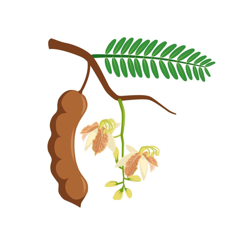 Vector illustration of tamarind flower or tamarindus indica, with green leaves, isolated on a white background.