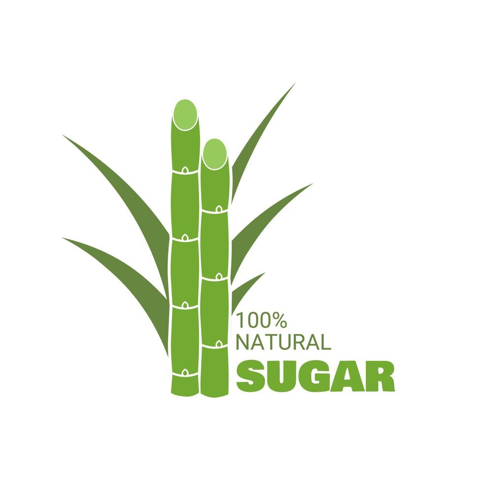 Vector illustration of sugarcane, isolated on white background, suitable as a packaging label for processed sugarcane products.