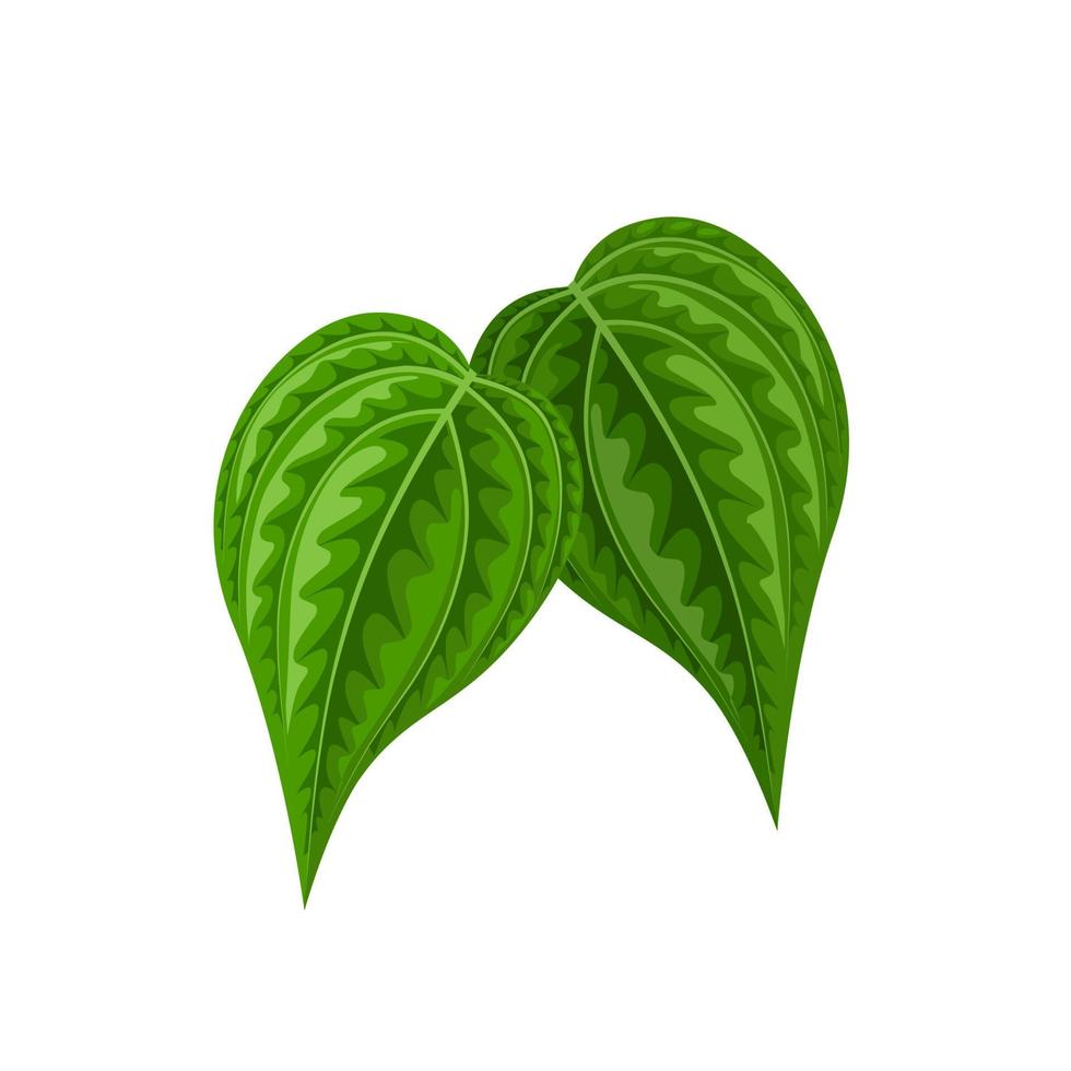 Vector illustration of betel leaf, scientific name of Piper betle