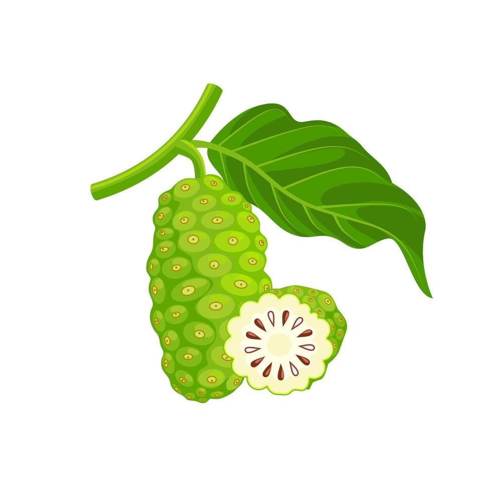 Vector illustration of noni fruit, scientific name Morinda citrifolia, isolated on white background.