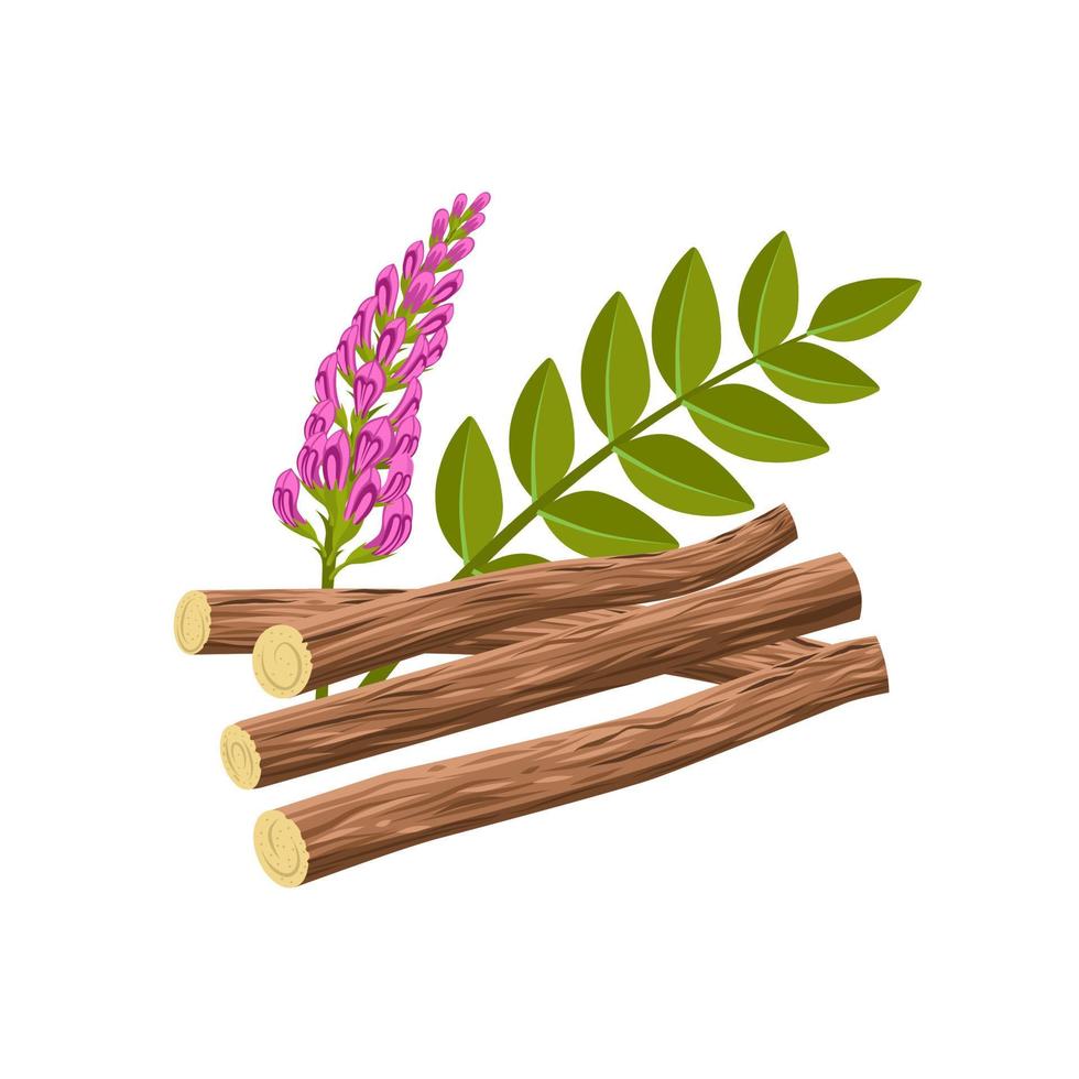 Vector illustration of licorice root, scientific name Glycyrrhiza glabra, with flowers, leaves and dried roots, isolated on a white background.