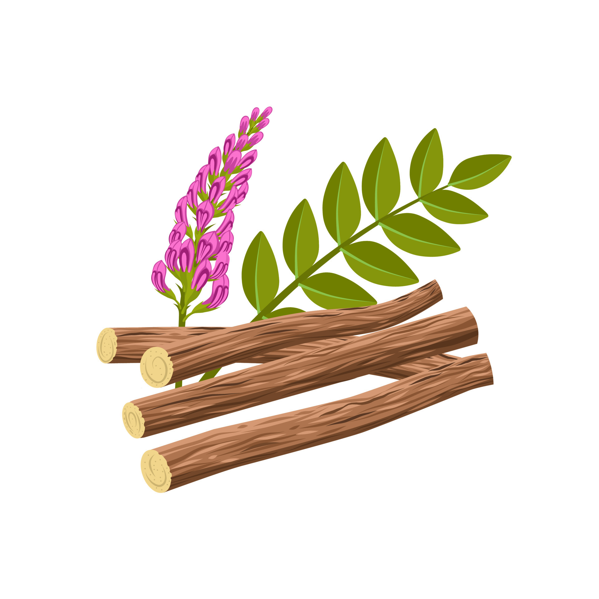 Vector illustration of licorice root, scientific name Glycyrrhiza