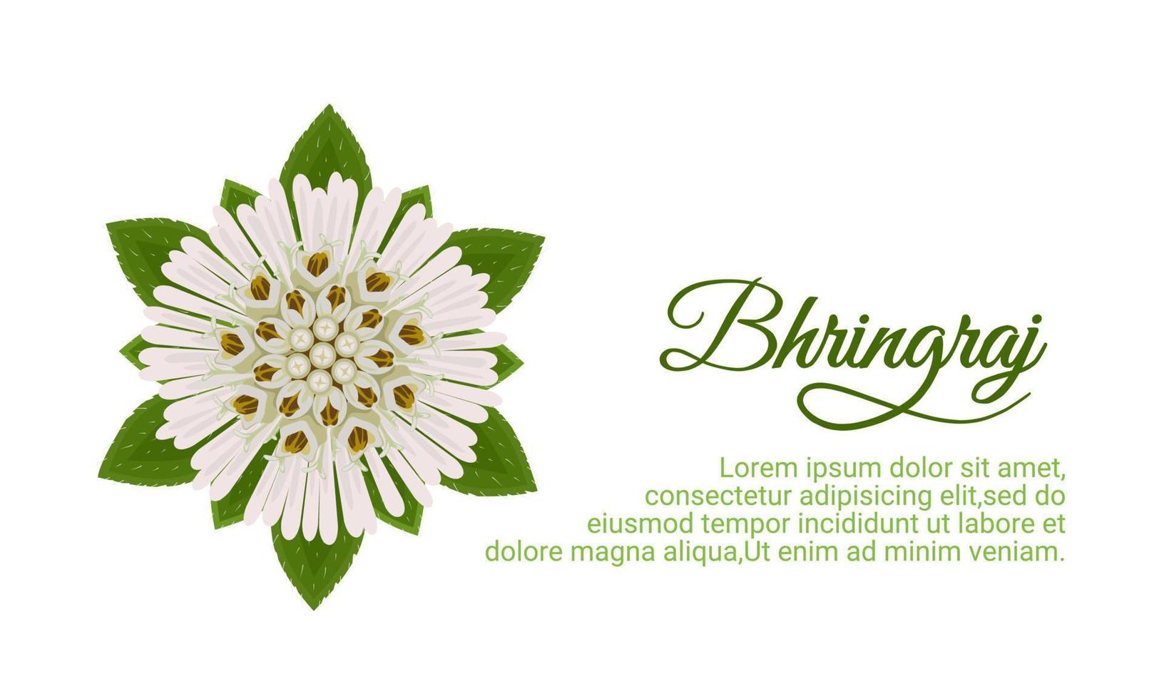 eclipta alba, eclipta prostrata o bhringraj, también conocida como margarita falsa, es una planta medicinal a base de hierbas eficaz en la medicina ayurvédica. ilustración vectorial. vector