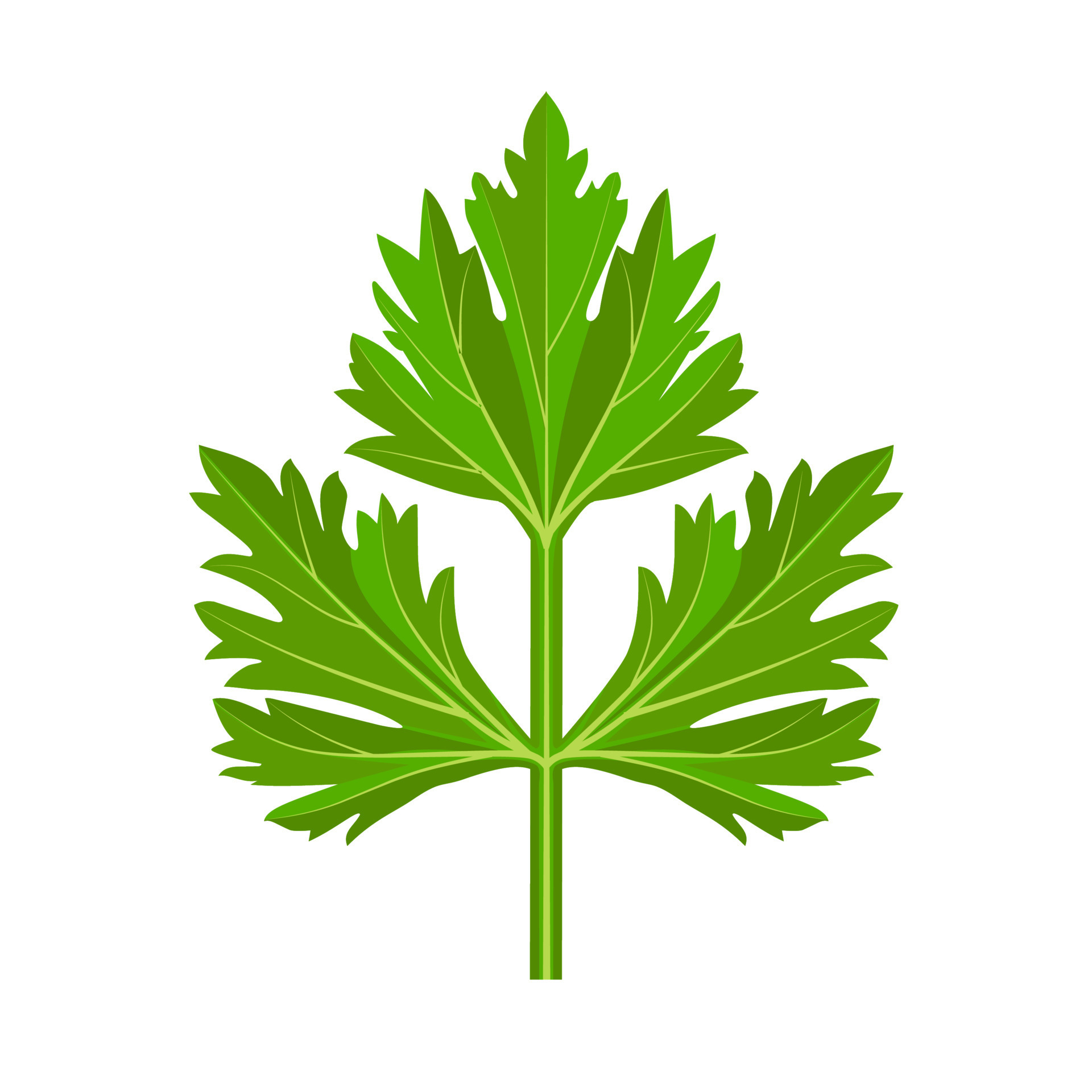 Fresh green parsley leaves on white background. Parsley isolated