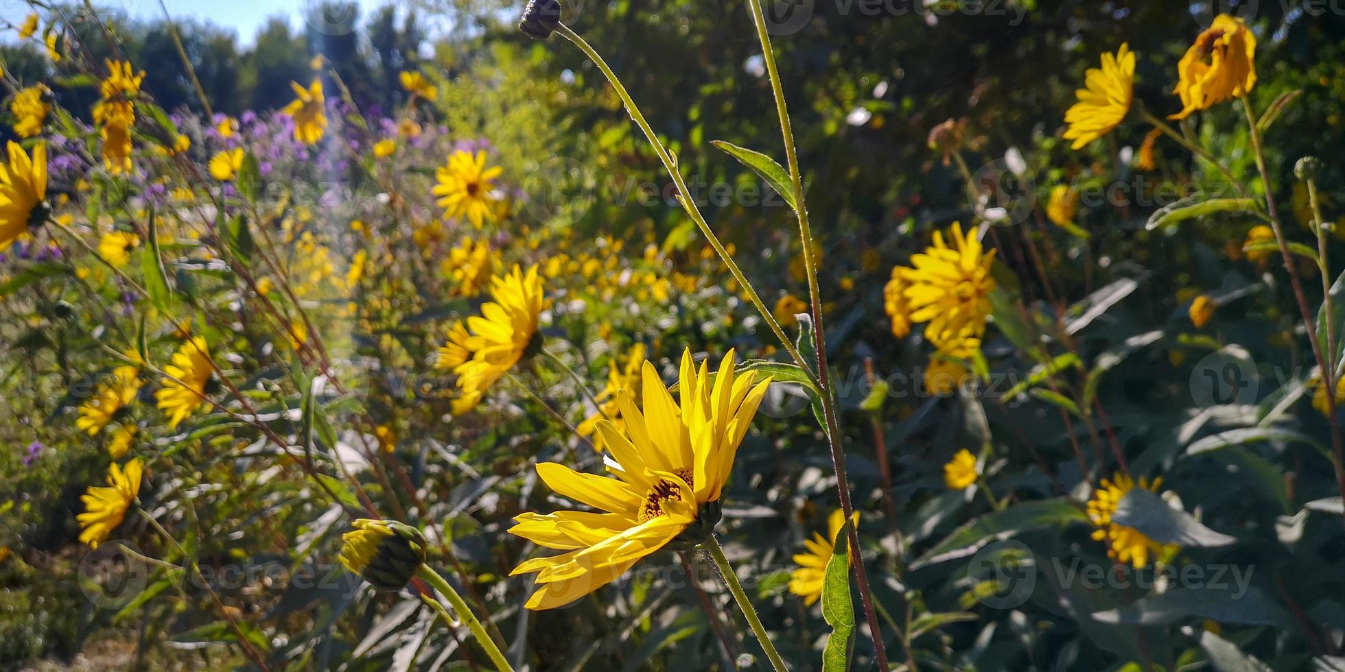 yellow aster flowers blossoming. autumn landscape photo