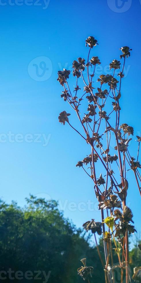 Wildflowers on the meadow, autumn plants background, summer banner photo