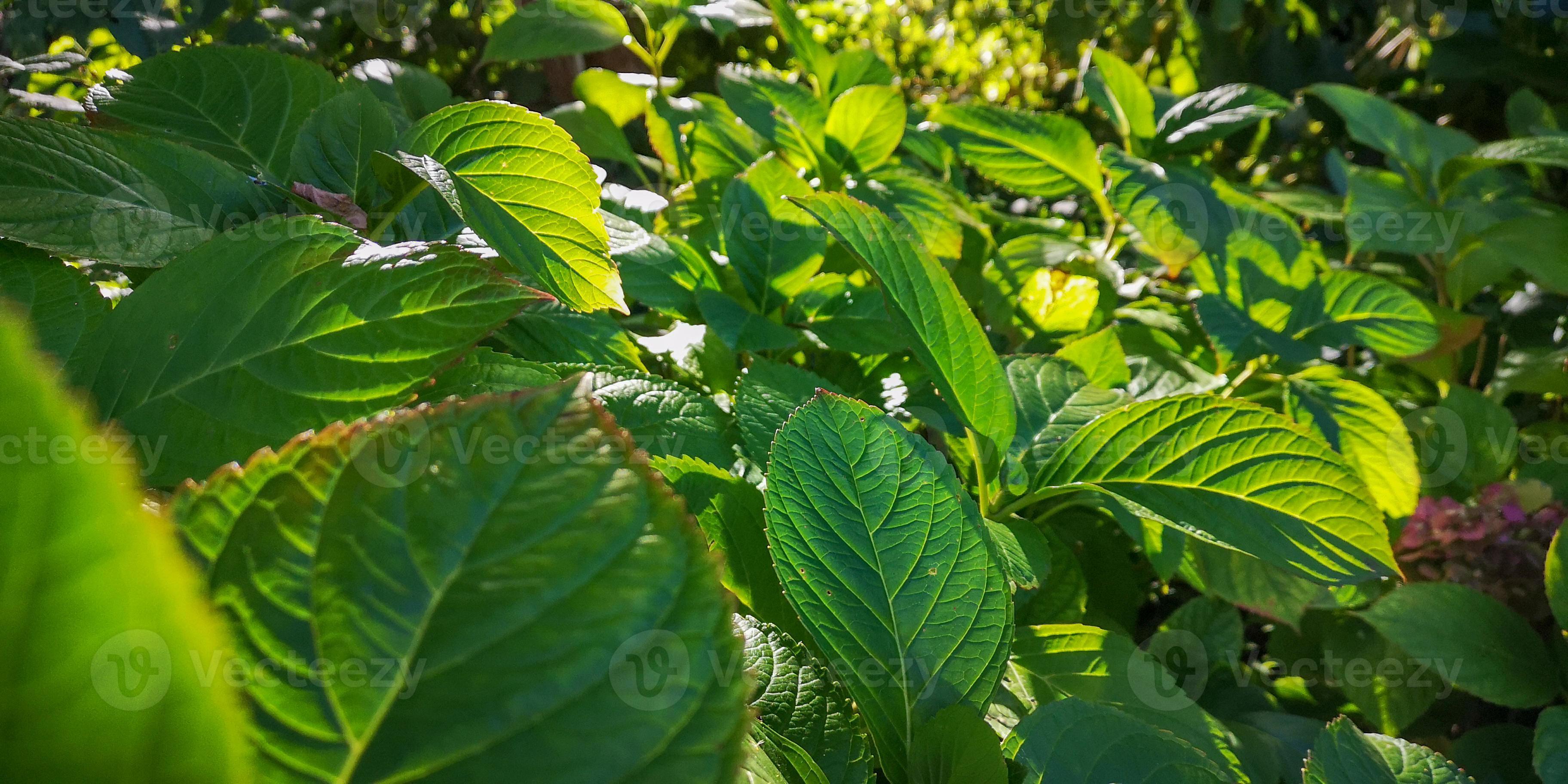 tropical tree leaves, wild fern leaves, osmunda regalis, EAR TREES, OR