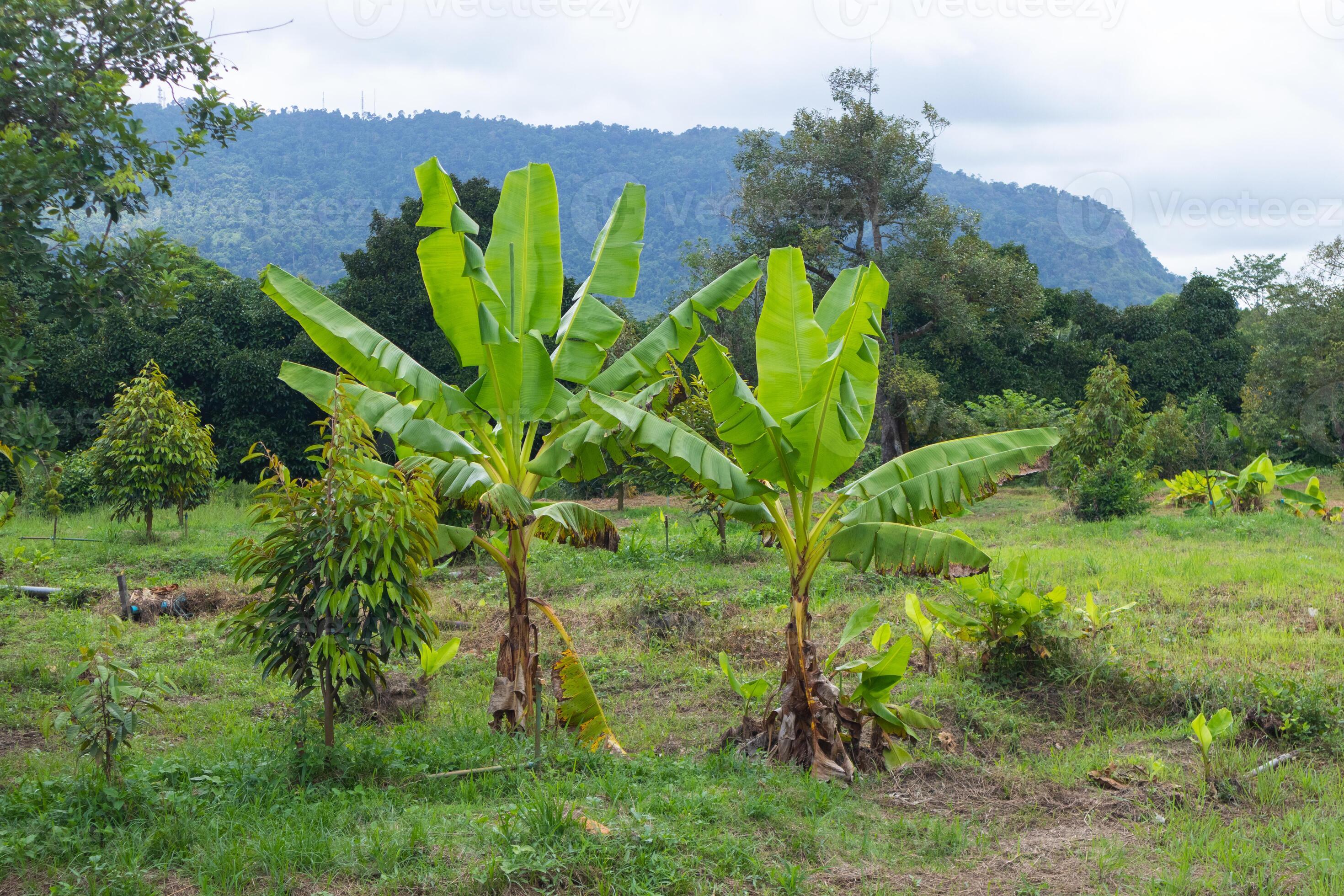 green banana tree at farm in Thailand 7759420 Stock Photo at Vecteezy