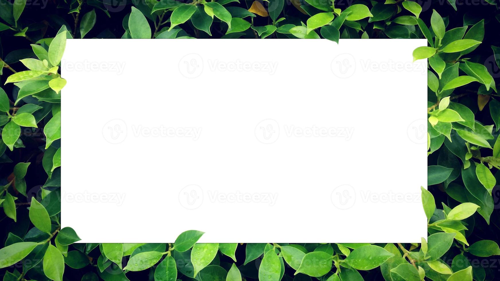 Paper Card Mockup on a Green Leaves,White blank on green leaves as backdrop With Space For Text. photo