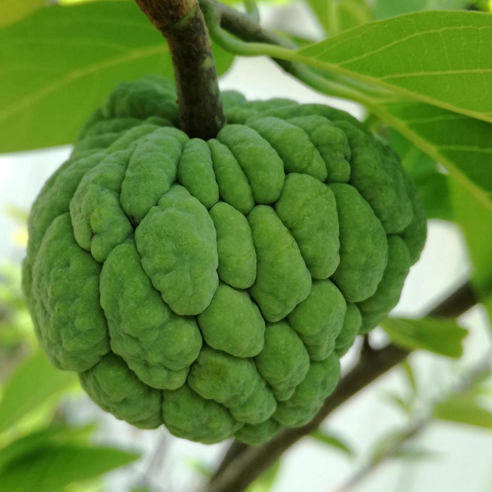 green custard apple with squamosa in garden. photo