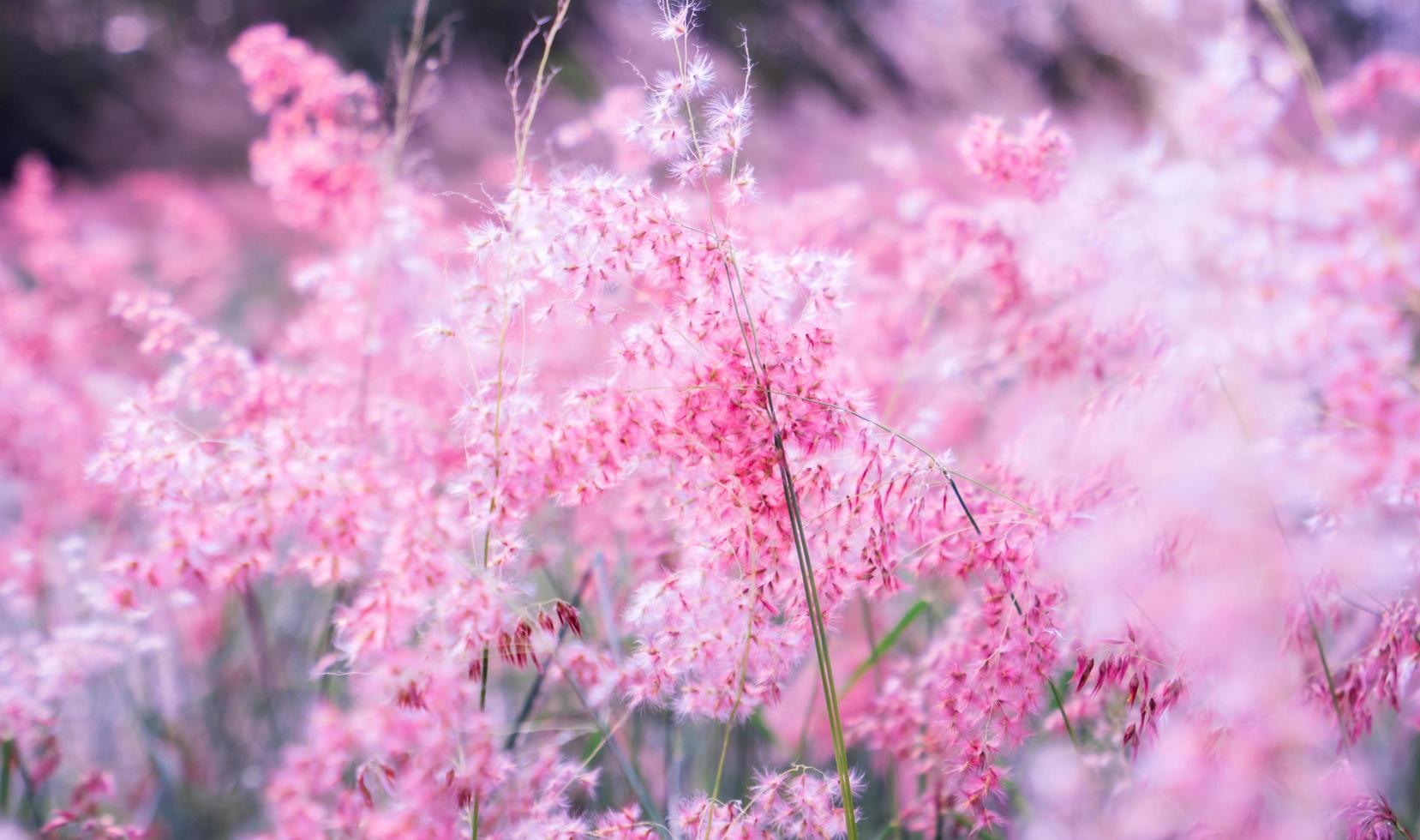 Pink flower Melinis repens with bokeh background for valentine's day photo