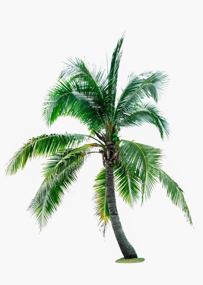 Coconut tree isolated on white background with copy space. Used for advertising decorative architecture. Summer and beach concept photo