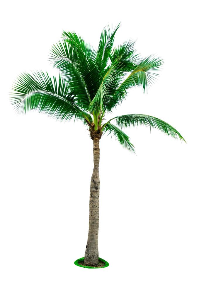 Coconut tree isolated on white background with copy space. Used for advertising decorative architecture. Summer and beach concept. Tropical palm tree. photo