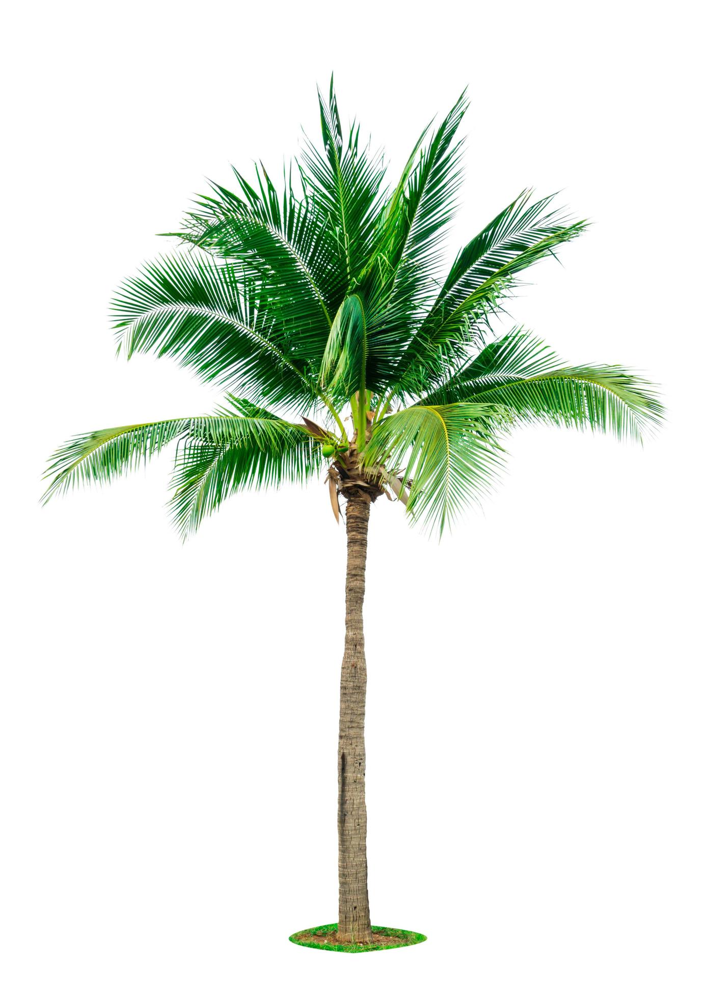 Coconut tree isolated on white background with copy space. Used for