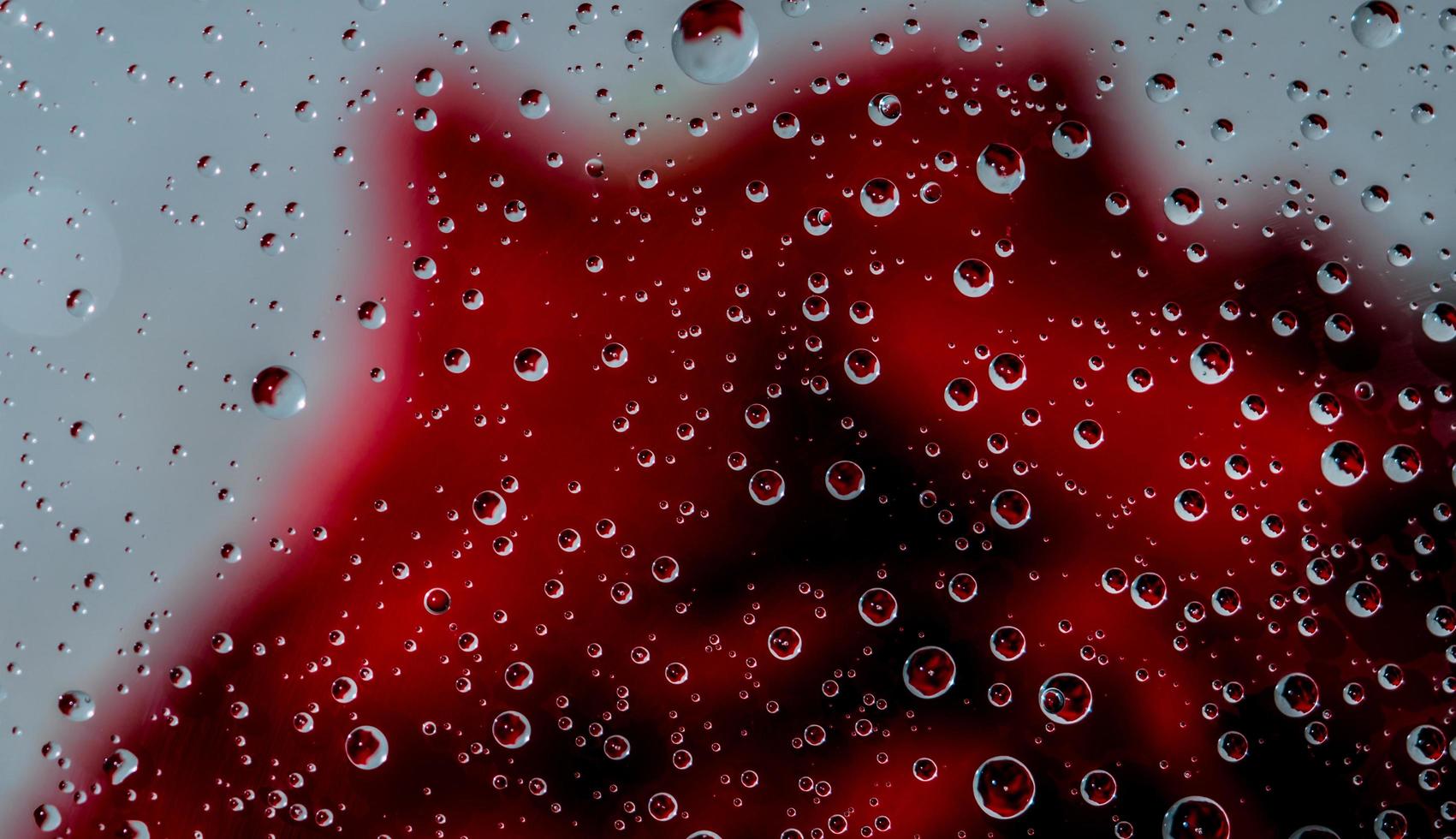 Blurred image of a red rose behind a clear glass of a window with a drop of water on white background. Valentines day concept. photo