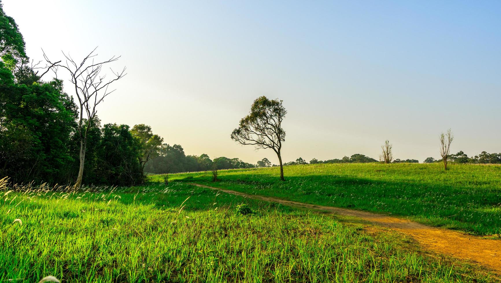 Beautiful rural landscape of green grass field with dusty country road and trees on hill and clear blue sky. Nature composition. Planet earth concept. photo