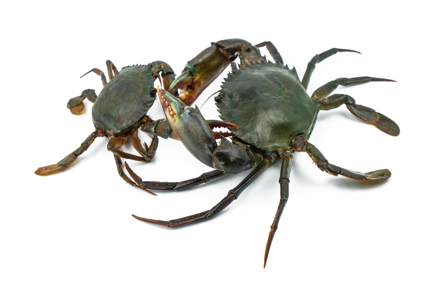 escila serrata. cangrejo de barro aislado sobre fondo blanco con espacio de copia. materias primas para el concepto de restaurantes de mariscos. foto